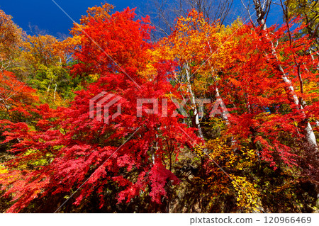 埼玉縣秩父市中津川市中津川村露營地附近的中津川沿岸的中津峽谷,楓葉鮮紅 埼玉縣秩父市中津川市中津川村露營地附近的中津川沿岸的中津峽谷,楓葉鮮紅 120966469