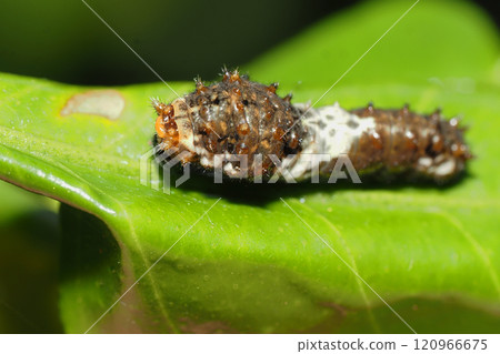 Swallowtail larvae (3rd to 4th instars) 120966675