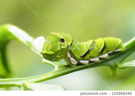 Final stage larva of swallowtail butterfly Final stage larva of swallowtail butterfly 120966840