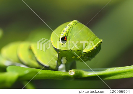 Final stage larva of swallowtail butterfly 120966904