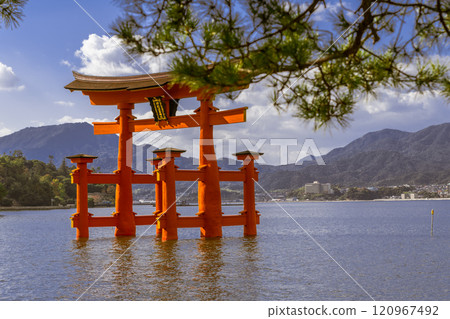 [Miyajima, Hiroshima: Large Torii Gate and Pine Trees] 120967492