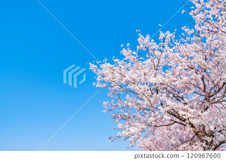 Cherry blossoms in full bloom and blue sky Cherry blossoms in full bloom and blue sky 120967600