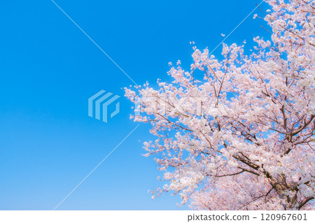 Cherry blossoms in full bloom and blue sky (soft focus) 120967601