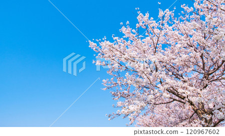 Cherry blossoms in full bloom and blue sky 120967602