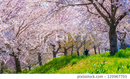 大川津分水嶺櫻花樹 120967703