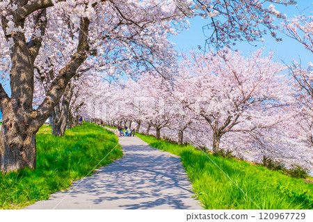 Okawazu Canal Cherry Blossom Tree Line Okawazu Canal Cherry Blossom Tree Line 120967729