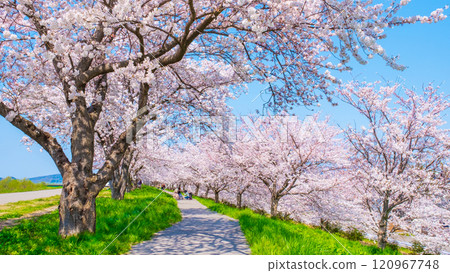 Okawazu Canal Cherry Blossom Tree Line 120967748
