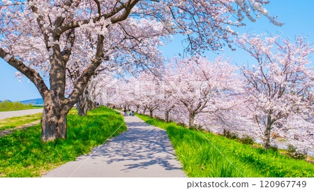 Okawazu Canal Cherry Blossom Tree Line Okawazu Canal Cherry Blossom Tree Line 120967749