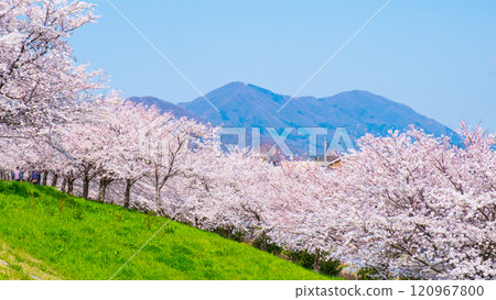 大河津分水嶺櫻花樹和彌彥山 120967800