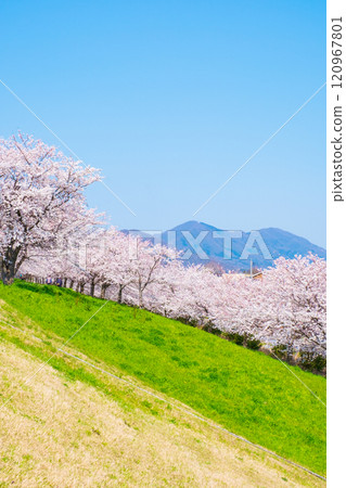 Okawazu Waterway Cherry Blossom Tree Line and Mount Yahiko Okawazu Waterway Cherry Blossom Tree Line and Mount Yahiko 120967801