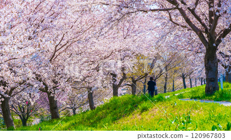 Okawazu Canal Cherry Blossom Tree Line Okawazu Canal Cherry Blossom Tree Line 120967803