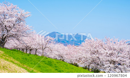 Okawazu Waterway Cherry Blossom Tree Line and Mount Yahiko Okawazu Waterway Cherry Blossom Tree Line and Mount Yahiko 120967804