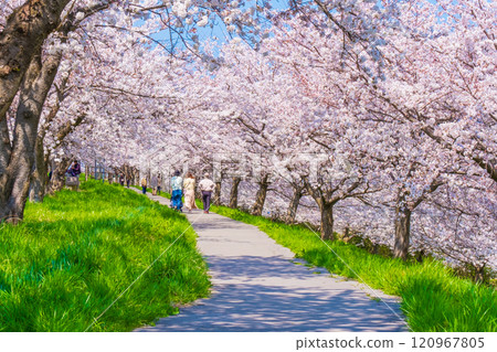 Okawazu Canal Cherry Blossom Tree Line Okawazu Canal Cherry Blossom Tree Line 120967805