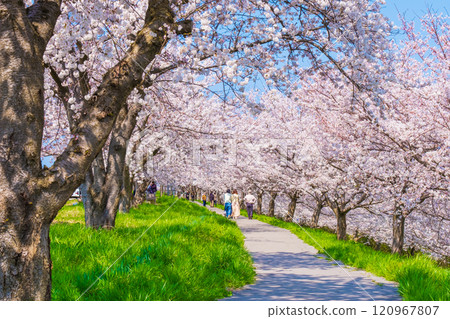 Okawazu Canal Cherry Blossom Tree Line 120967807