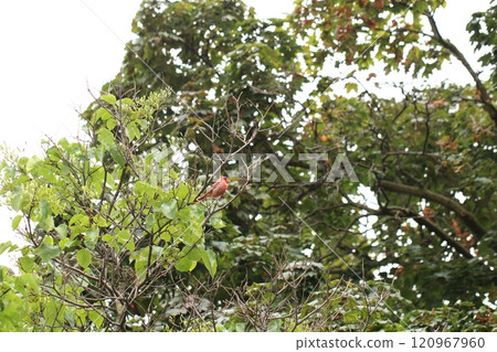 Cardinal Cardinal 120967960