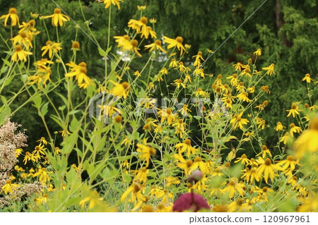 Gold finch 120967961