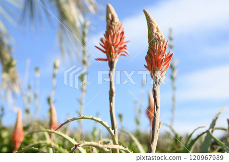 Aloe flowers Aloe flowers 120967989