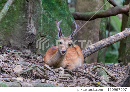 Male Yakushima deer threatening World Natural Heritage site (Summer) 120967997