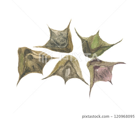 Watercolor painted water lilies 120968095