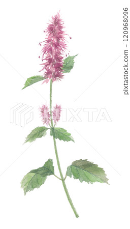 廣藿香畫水彩 廣藿香畫水彩 120968096