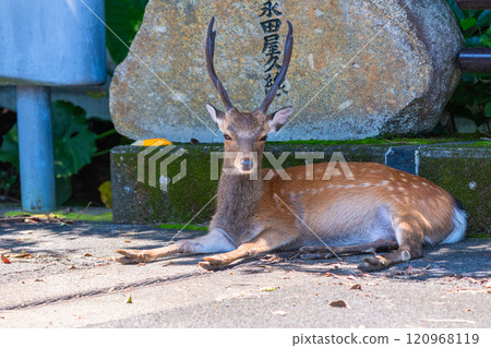 Male Yakushima deer threatening World Natural Heritage site (Summer) Male Yakushima deer threatening World Natural Heritage site (Summer) 120968119