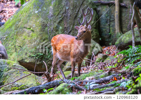 Male Yakushima deer, alert, World Natural Heritage Site (Summer) Male Yakushima deer, alert, World Natural Heritage Site (Summer) 120968120