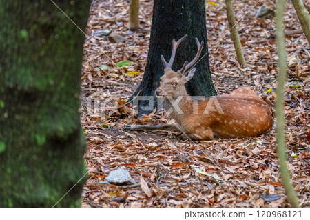 A male Yakushima deer relaxing on the World Natural Heritage site of Yakushima (Summer) A male Yakushima deer relaxing on the World Natural Heritage site of Yakushima (Summer) 120968121
