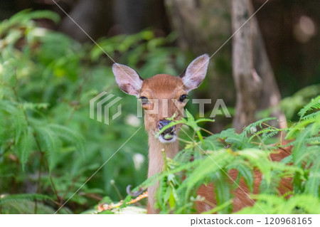 Yakushima World Heritage Site (Summer) 120968165