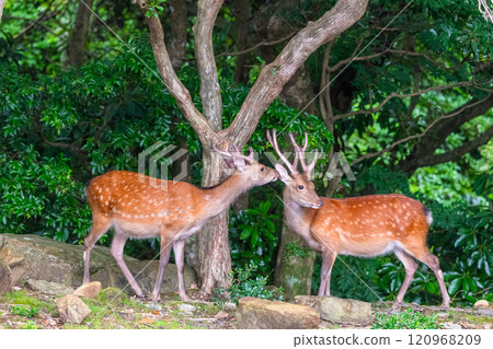 雄性屋久島鹿愛撫世界自然遺產（夏季） 120968209