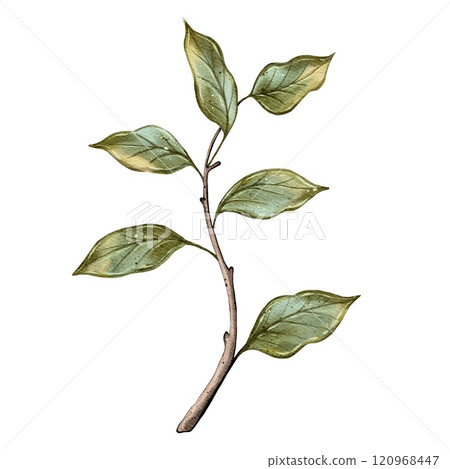 Watercolor Branch with Green Leaves 120968447