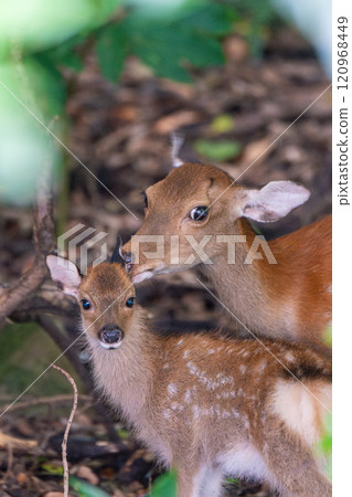 Yakushima World Heritage Site (Summer) 120968449