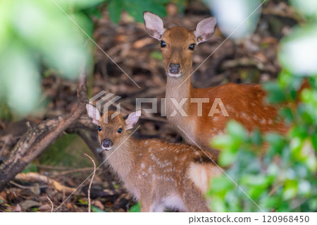 Yakushima World Heritage Site (Summer) 120968450
