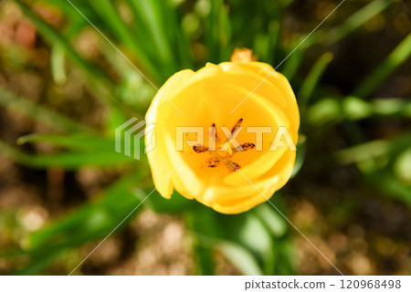 Yellow tulips seen from above 120968498