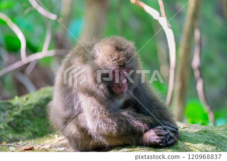沉睡的黑幫猴子 世界自然遺產屋久島（夏季） 120968837