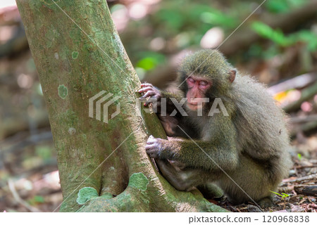 Sleeping Yakuza monkeys World Natural Heritage Yakushima (Summer) Sleeping Yakuza monkeys World Natural Heritage Yakushima (Summer) 120968838