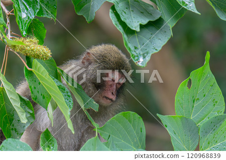 Sleeping Yakuza monkeys World Natural Heritage Yakushima (Summer) Sleeping Yakuza monkeys World Natural Heritage Yakushima (Summer) 120968839