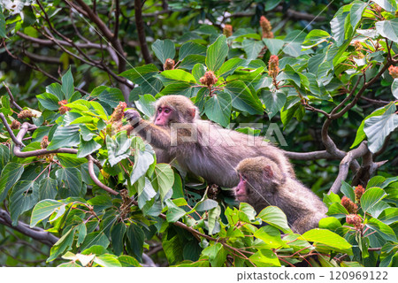 Yakushima World Heritage Site (Summer) 120969122
