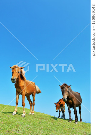 Miyazaki Prefecture Aoi Tooi 120969148