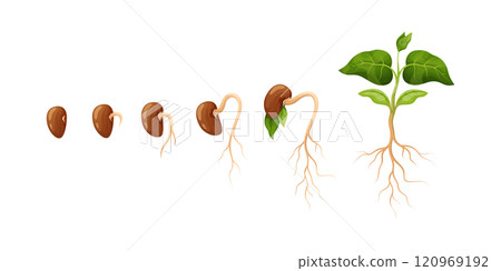Plant seedling. Root bean seed, cotyledon development and agriculture cycle of vegetables in nature. Sprout growth activity and evolution. Vector cartoon flat isolated gardening clipart 120969192
