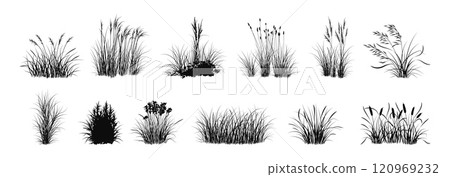 Grass isolated. Black and white graphic art plant, organic nature spice painting. Botany vegetable bouquet silhouette. Natural environment elements different herbals. Vector illustration Grass isolated. Black and white graphic art plant, organic nature spice painting. Botany vegetable bouquet silhouette. Natural environment elements different herbals. Vector illustration 120969232
