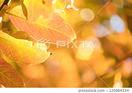 Yellow autumn leaves 120969334