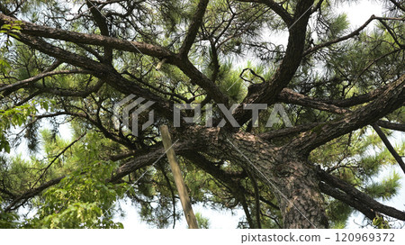 松樹 松樹 120969372