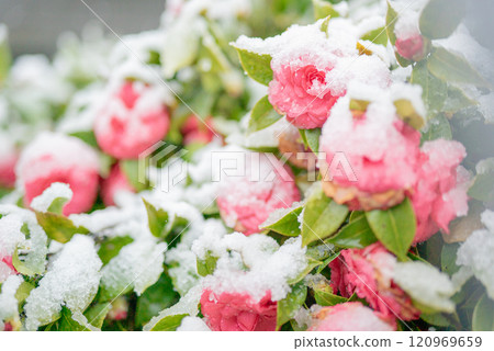 大雪天的茶花 大雪天的茶花 120969659