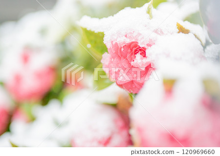 大雪天的茶花 大雪天的茶花 120969660