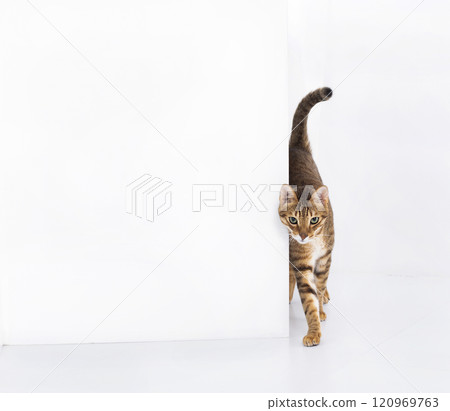 cat stand with a blank sign, isolated on white background cat stand with a blank sign, isolated on white background 120969763