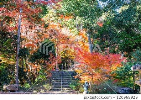 Autumn foliage in the grounds of Daikeiji Gaya-in Temple, Miki City, Hyogo Prefecture Autumn foliage in the grounds of Daikeiji Gaya-in Temple, Miki City, Hyogo Prefecture 120969929
