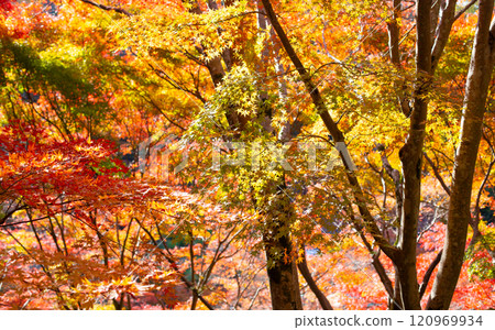 兵庫縣三木市大谷山大慶寺境內的紅葉 120969934