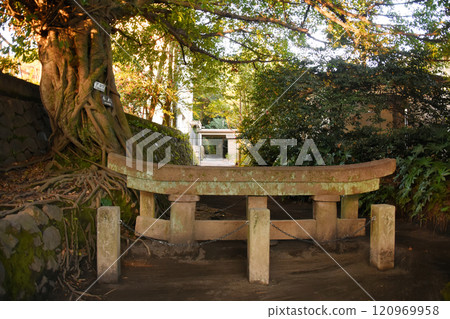The buried torii gate and aco tree at Kurokami Shrine in Sakurajima, Kagoshima Prefecture 120969958