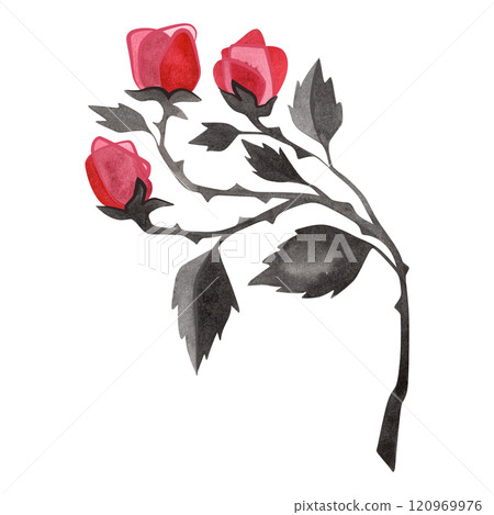 Branch of pink roses with black leaves. Isolated watercolor illustration for postcard, sticker, notebook, t-shirt. Branch of pink roses with black leaves. Isolated watercolor illustration for postcard, sticker, notebook, t-shirt. 120969976