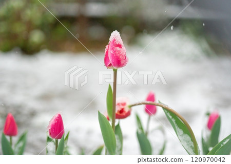 Tulips on a snowy day 120970042